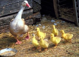 Rodrian: Erzsike kiskacsái (mese)