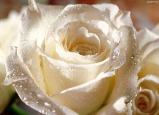 A béke világnapja (január 1.)