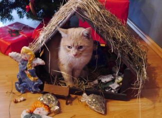 Ne legyen a macskáé a betlehem