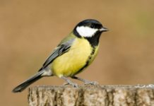 Mese – A cinke és a szél