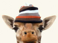 Mese – A rövidnyakú zsiráfok földjén