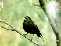 Mese – A nagyravágyó feketerigó