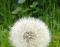 Mese – A pitypang bóbitája