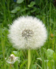 Mese – A pitypang bóbitája