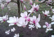 Jézus nevelési „kudarcai”